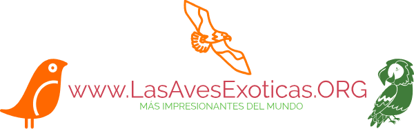 Aves Exoticas